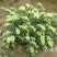 湘蕾金银花苗【顺丰包邮】