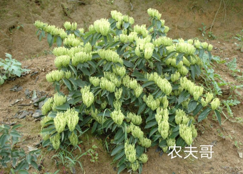 湘蕾金银花苗【顺丰包邮】