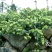 湘蕾金银花苗【顺丰包邮】