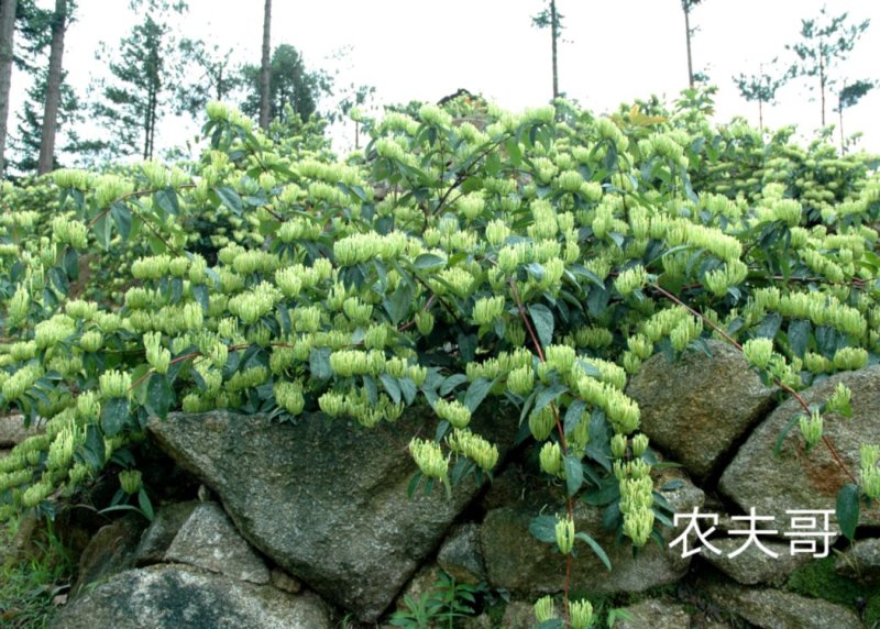 湘蕾金银花苗【顺丰包邮】