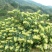 湘蕾金银花苗【顺丰包邮】