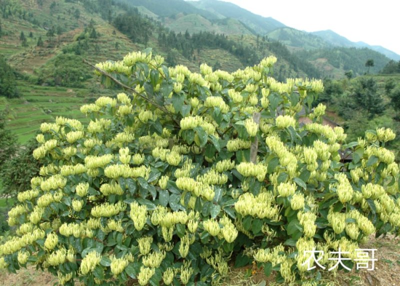 湘蕾金银花苗【顺丰包邮】