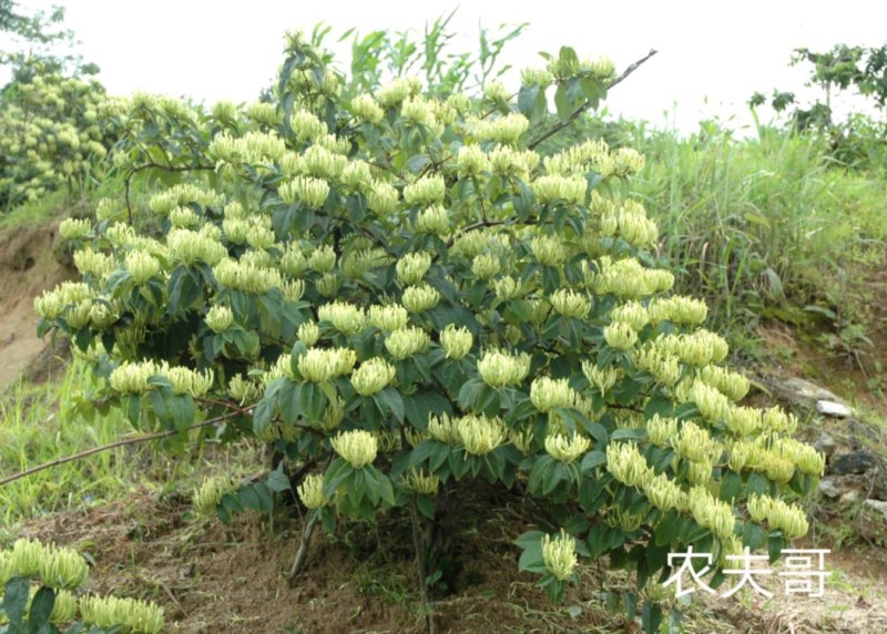 湘蕾金银花苗【顺丰包邮】