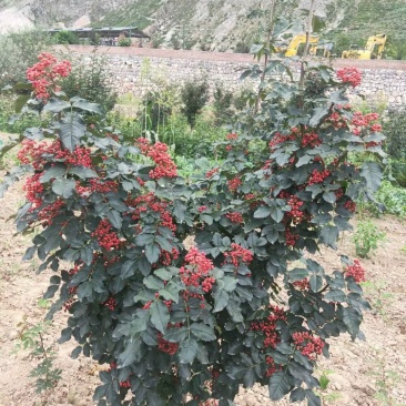 武都无刺花椒大红袍花椒树苗梅花椒正品纯货2年苗