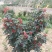 武都无刺花椒大红袍花椒树苗梅花椒正品纯货2年苗