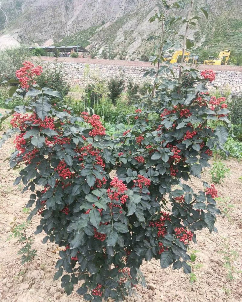 武都无刺花椒大红袍花椒树苗梅花椒正品纯货2年苗