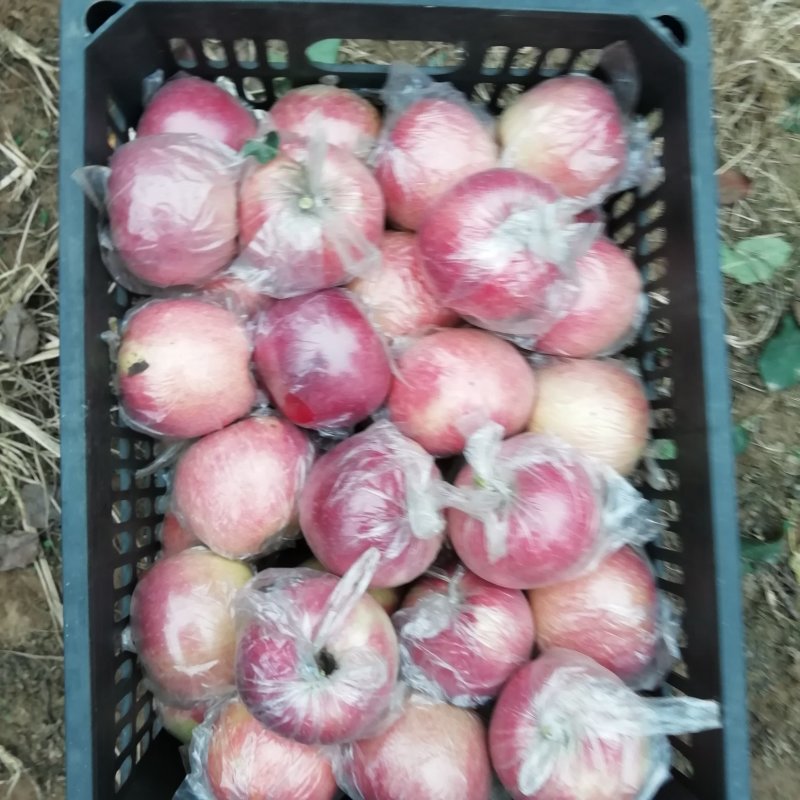 纸加膜富士，斗南，果红