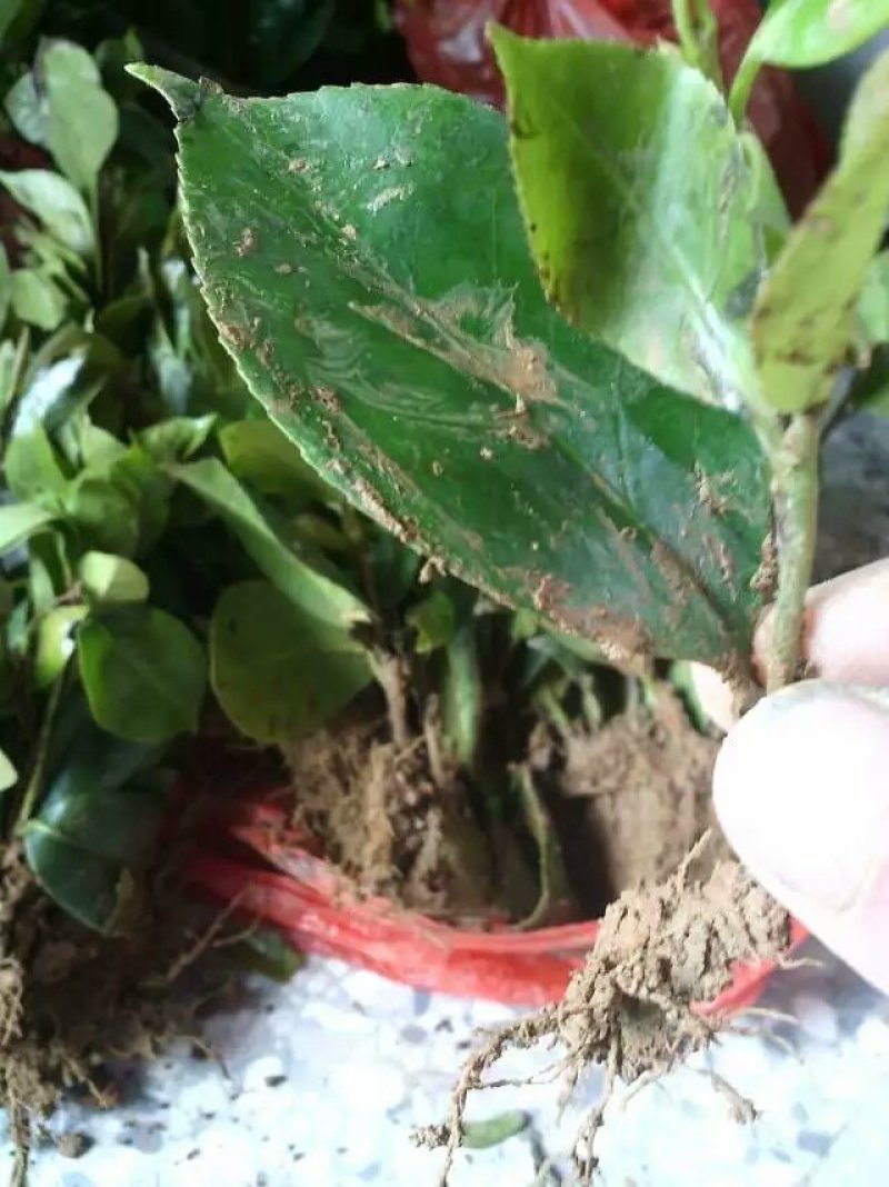 茶花树苗庭院小区阳台工程绿化吸尘美观