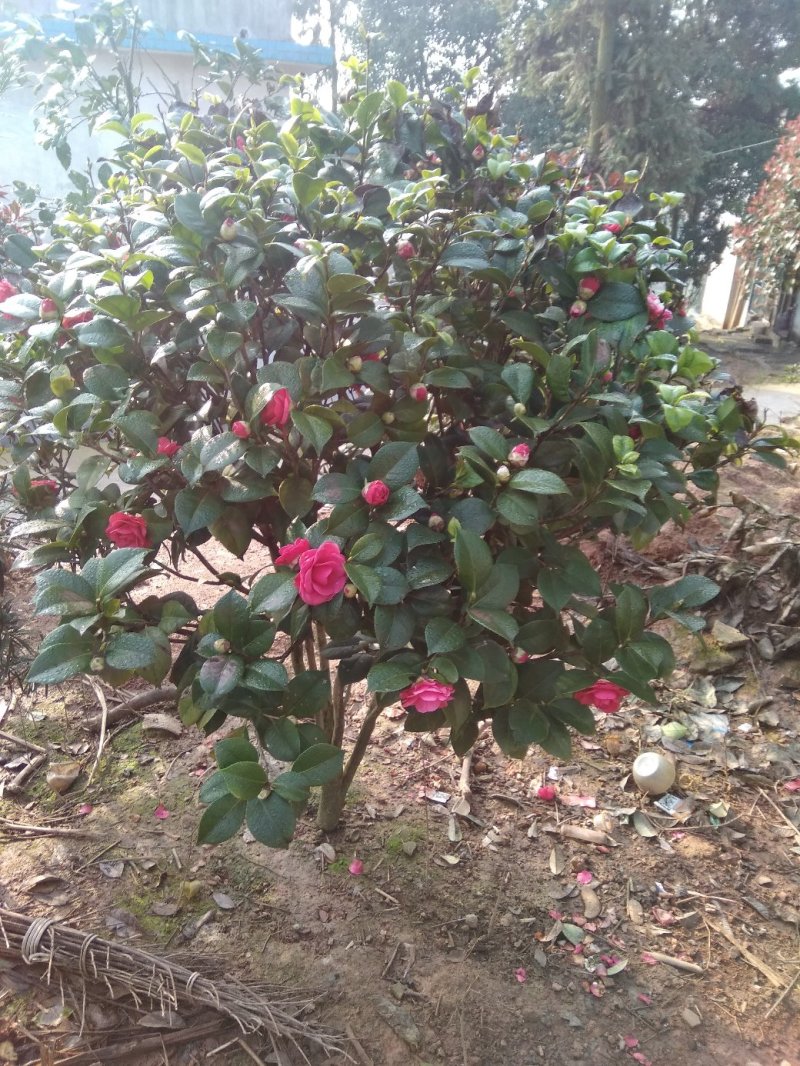茶花树苗庭院小区阳台工程绿化吸尘美观