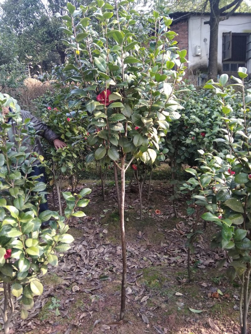 茶花树苗庭院小区阳台工程绿化吸尘美观