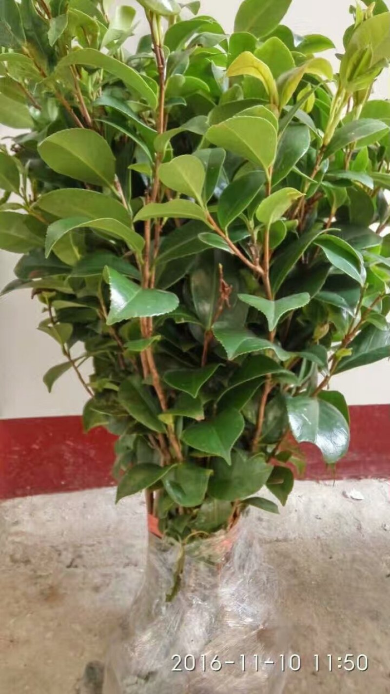 茶花树苗庭院小区阳台工程绿化吸尘美观