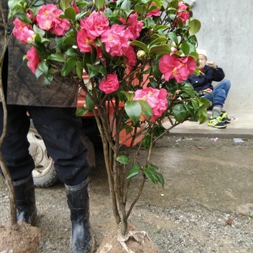 茶花树苗庭院小区阳台工程绿化吸尘美观