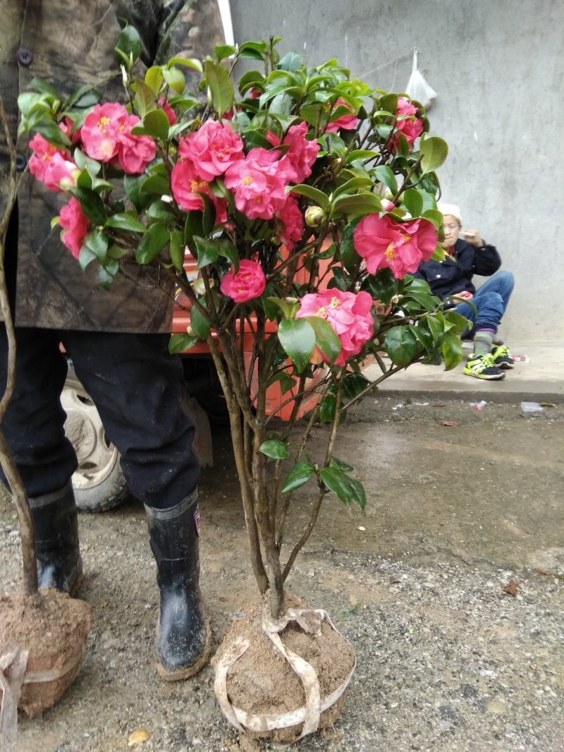 茶花树苗庭院小区阳台工程绿化吸尘美观