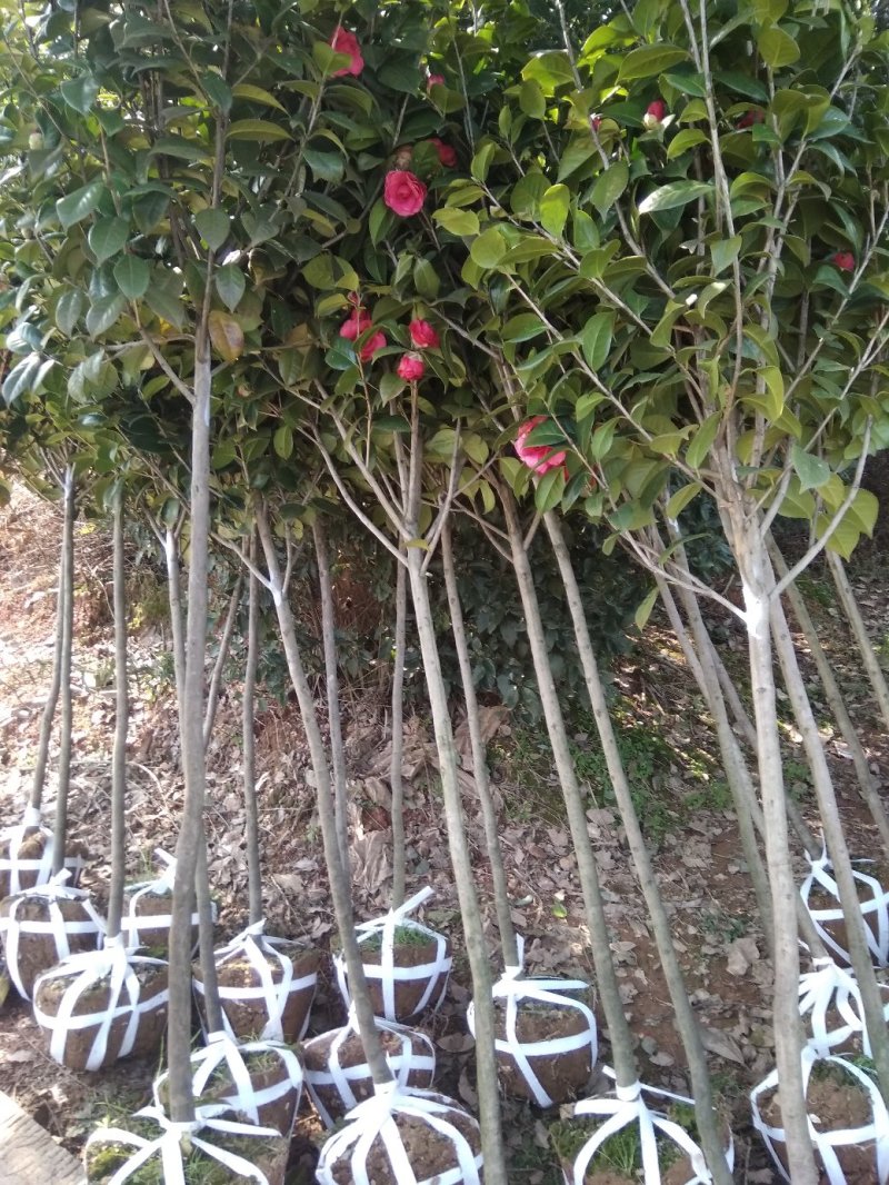 茶花树苗庭院小区阳台工程绿化吸尘美观