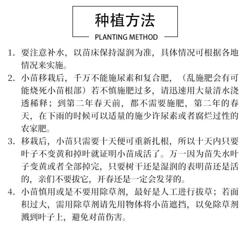绿化苗金叶女贞红花继木杜鹃彩叶挂栀子花苗四季常青吸尘美观