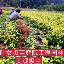 绿化苗金叶女贞红花继木杜鹃彩叶挂栀子花苗四季常青吸尘美观
