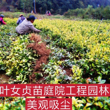 绿化苗金叶女贞红花继木杜鹃彩叶挂栀子花苗四季常青吸尘美观
