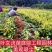 绿化苗金叶女贞红花继木杜鹃彩叶挂栀子花苗四季常青吸尘美观