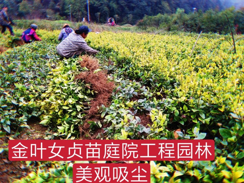 绿化苗金叶女贞红花继木杜鹃彩叶挂栀子花苗四季常青吸尘美观