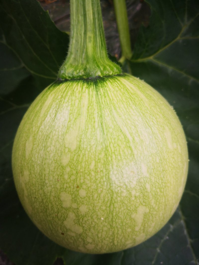 鲜嫩小南瓜🎃