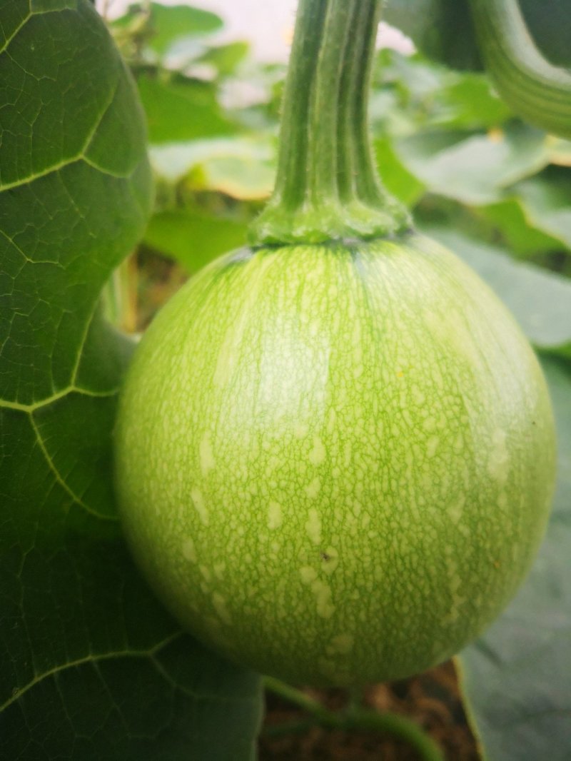 鲜嫩小南瓜🎃