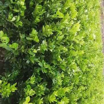 纽荷尔脐橙苗，脐橙苗