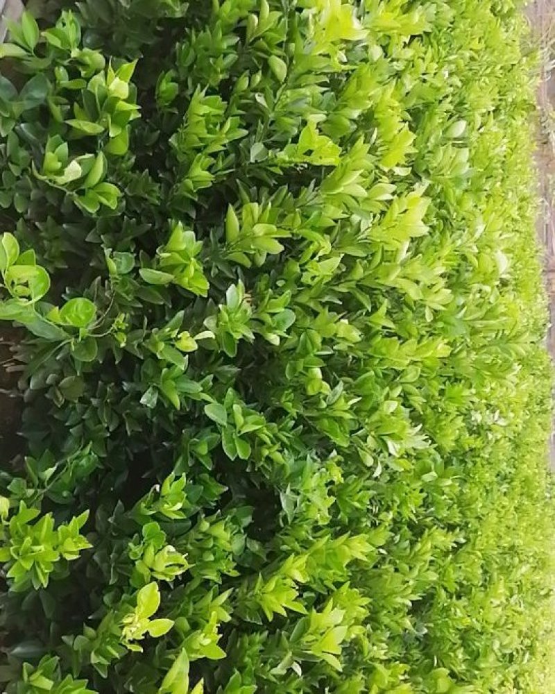 纽荷尔脐橙苗，脐橙苗