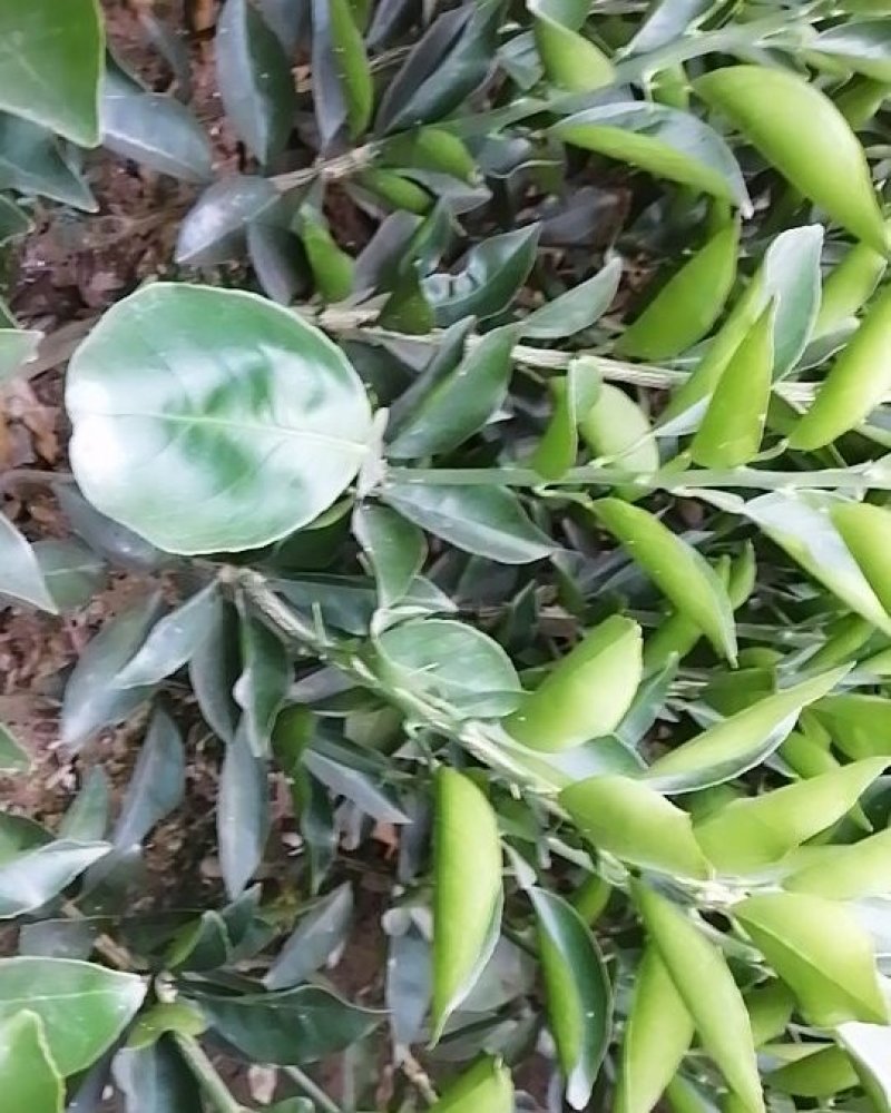纽荷尔脐橙苗，脐橙苗