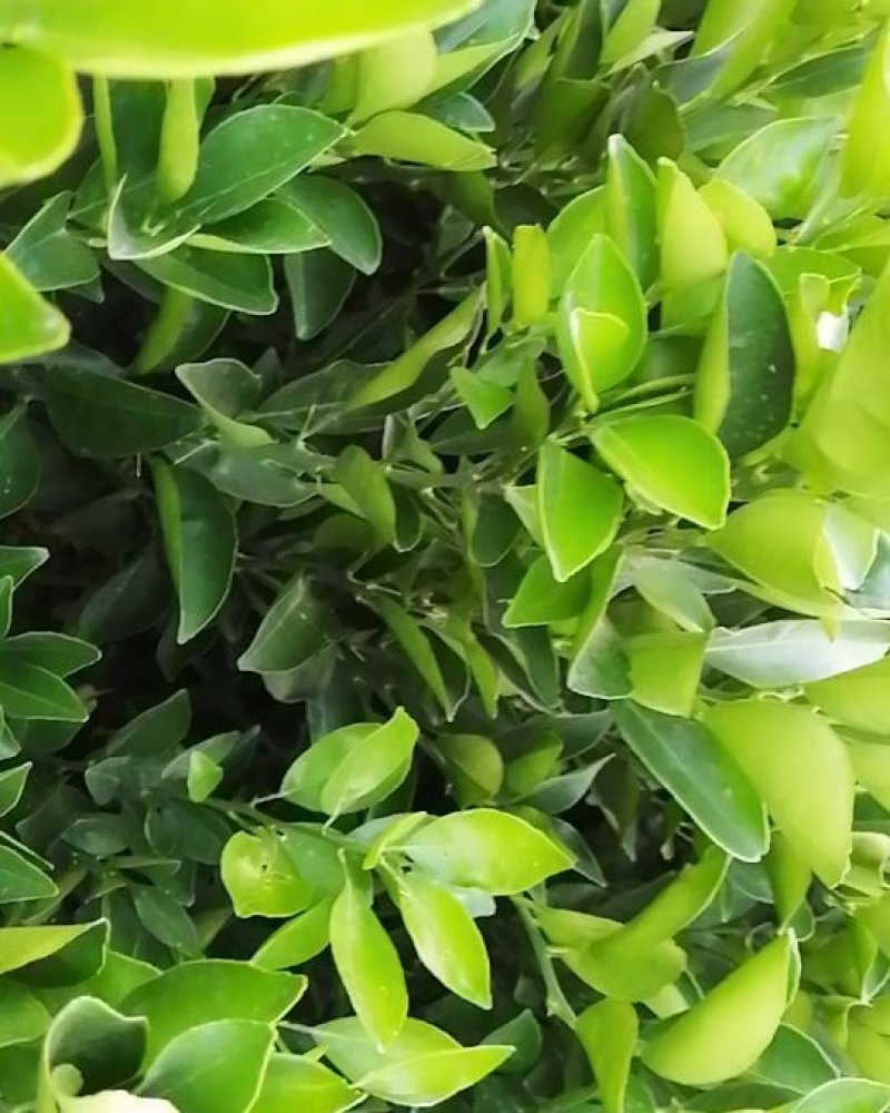 纽荷尔脐橙苗，脐橙苗