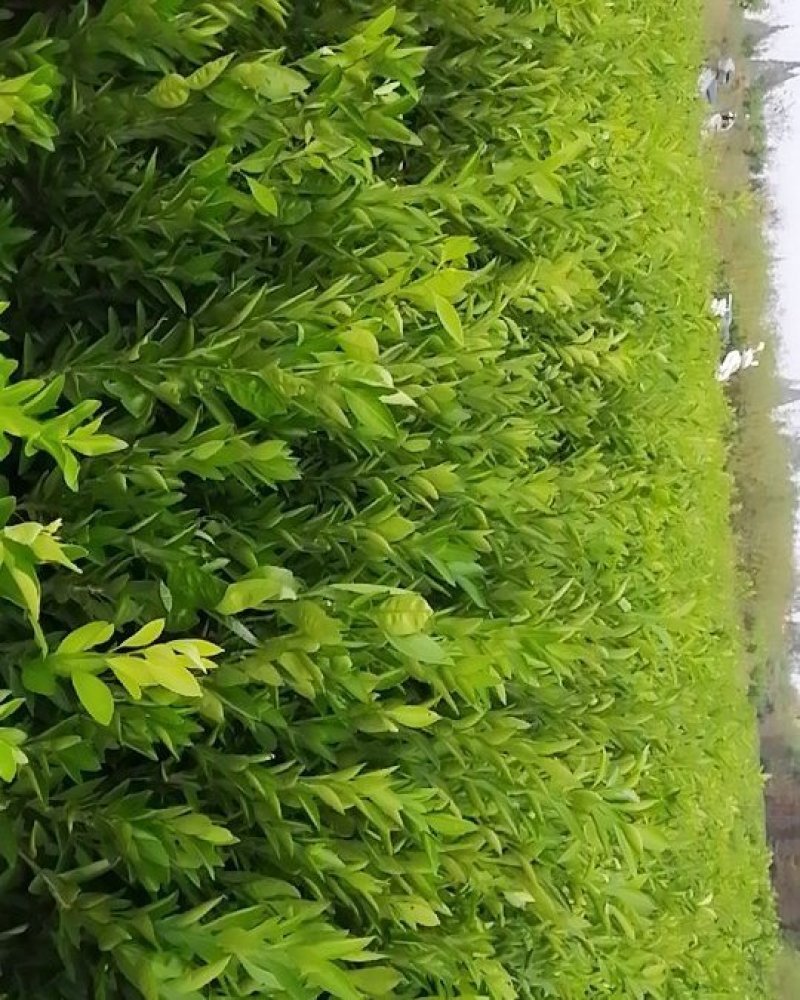，日南一号，特早熟日南苗，自已苗圃，纯度保证。