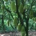 马来西亚1号菠萝蜜苗。泰国8号。