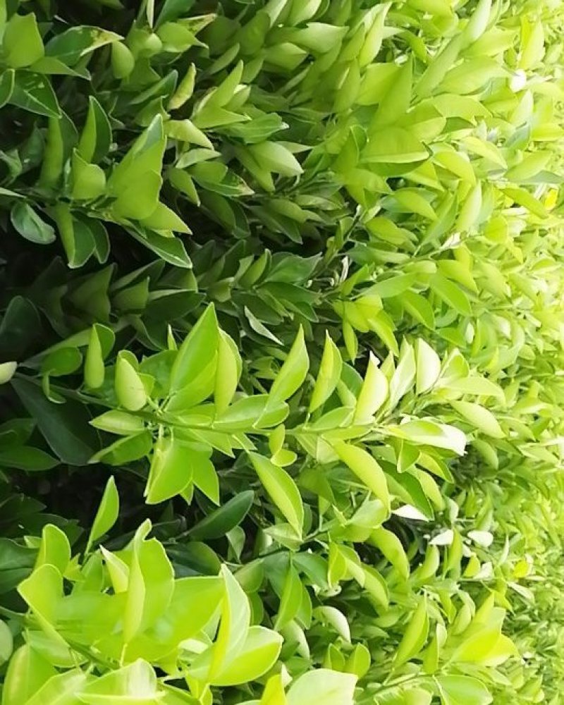 胡柚苗，常山胡柚苗，根系发达，苗木健壮，苗圃批发兼零售