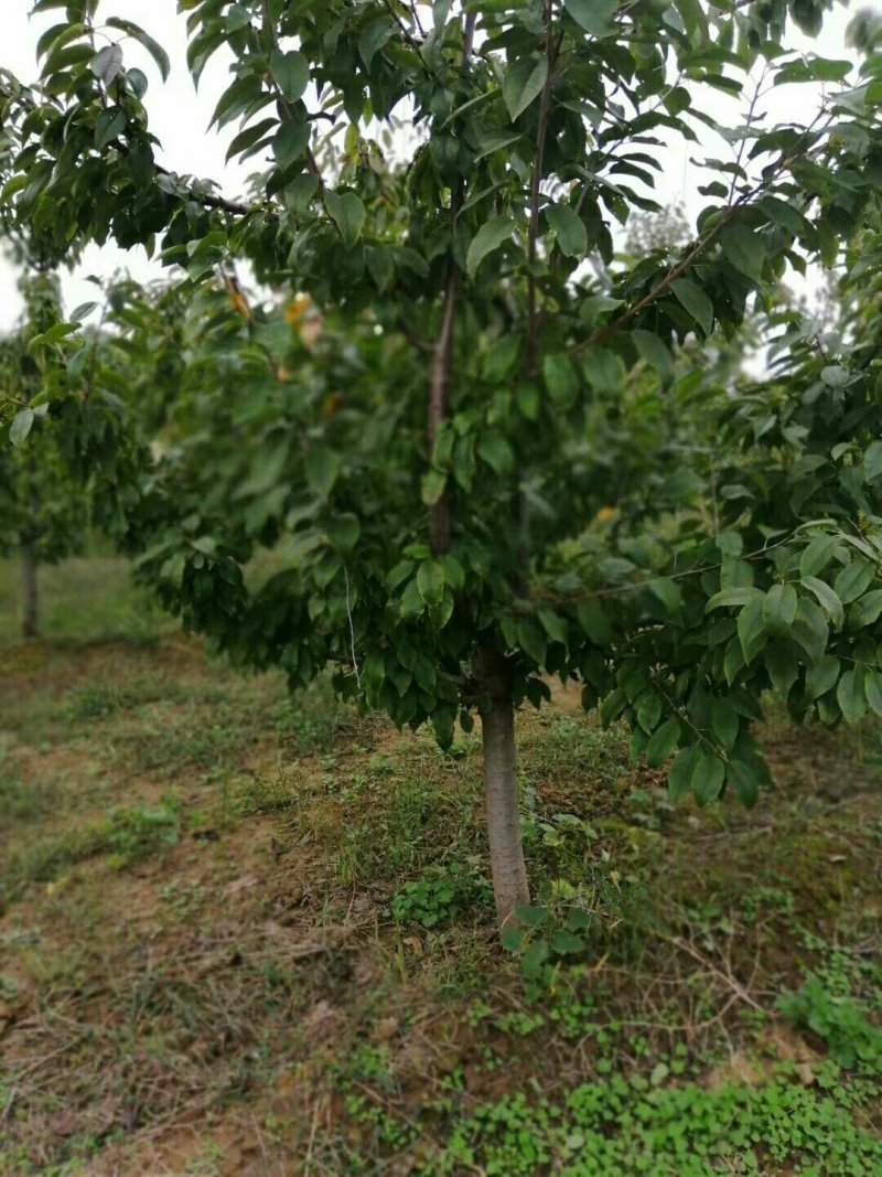 樱桃树