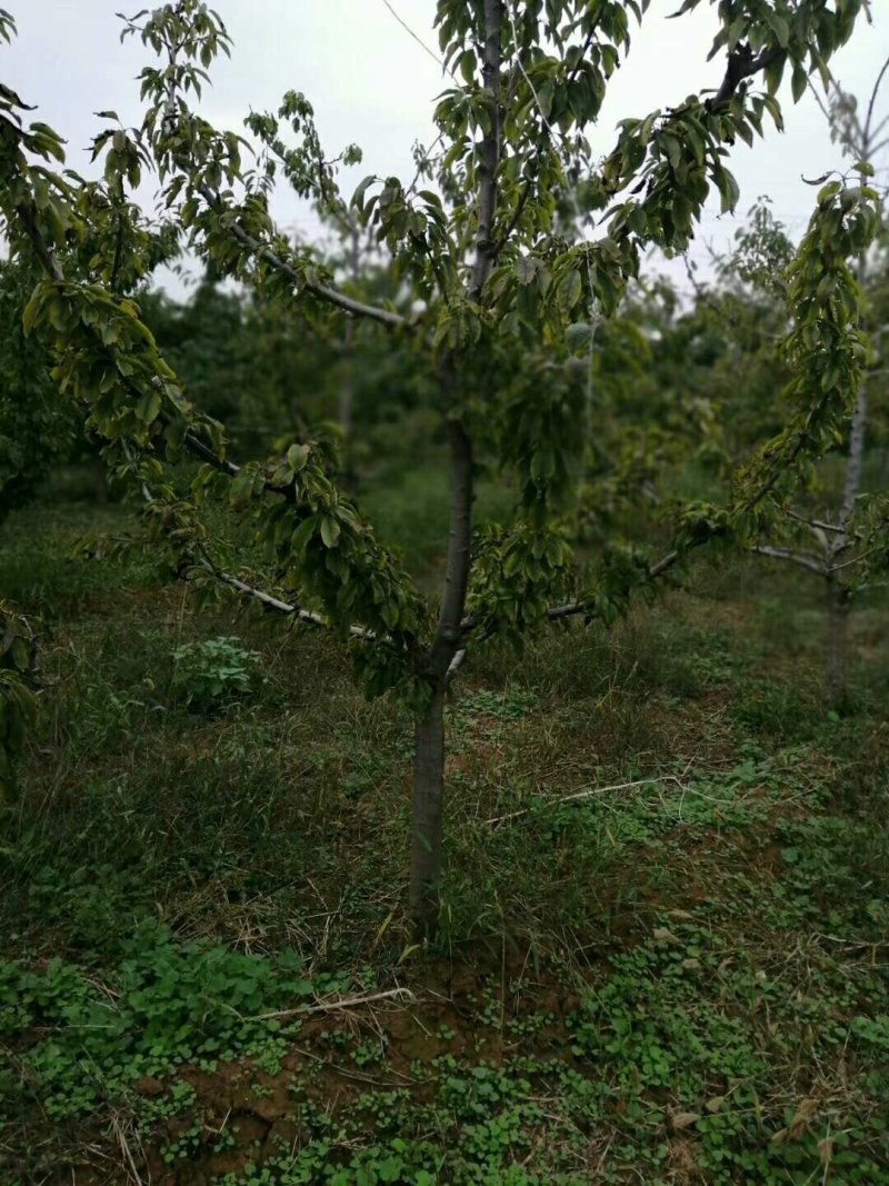 樱桃树