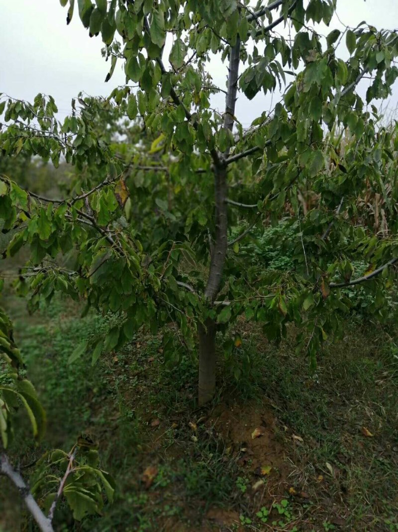 樱桃树