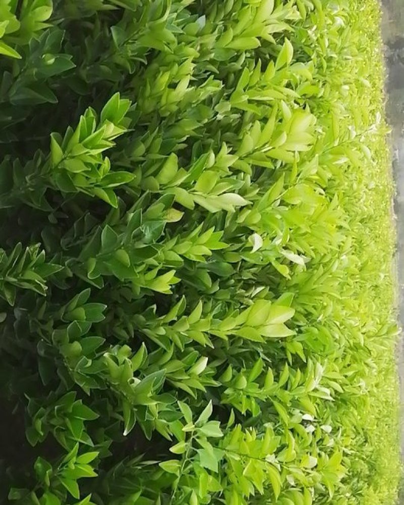 胡柚苗，常山胡柚苗，根系发达，苗木健壮，苗圃批发兼零售