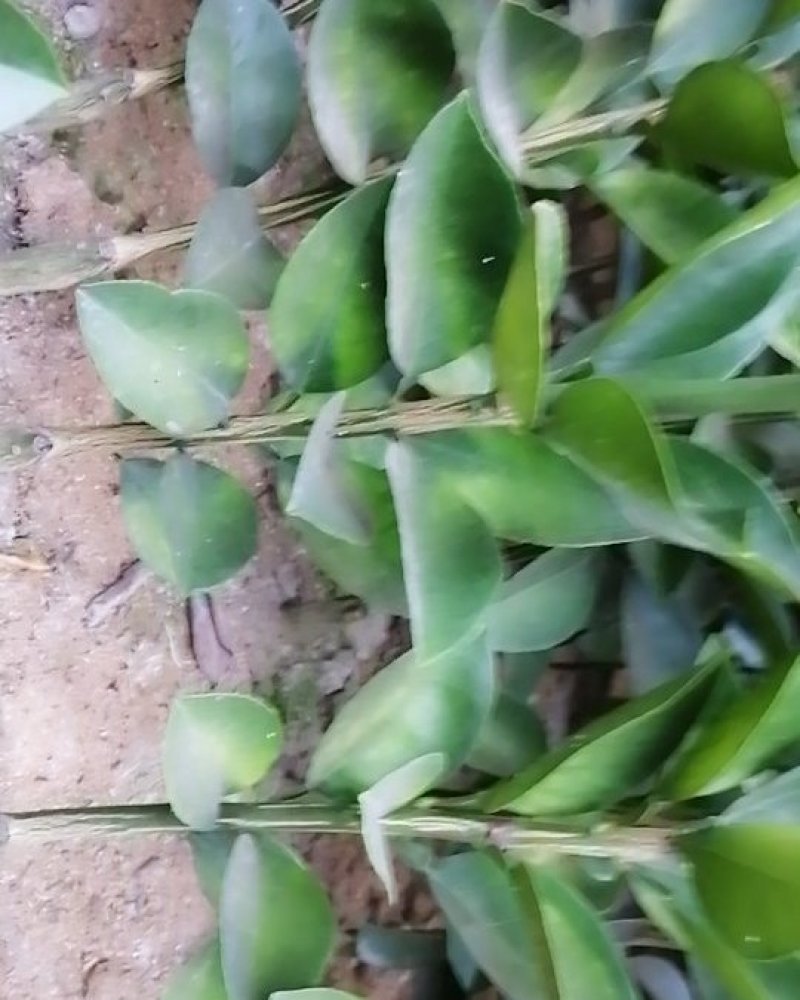 胡柚苗，常山胡柚苗，根系发达，苗木健壮，苗圃批发兼零售