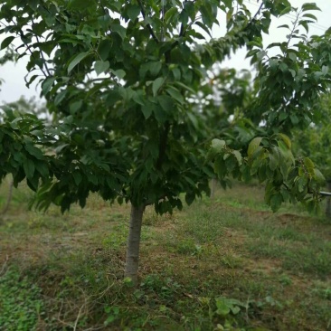 樱桃树