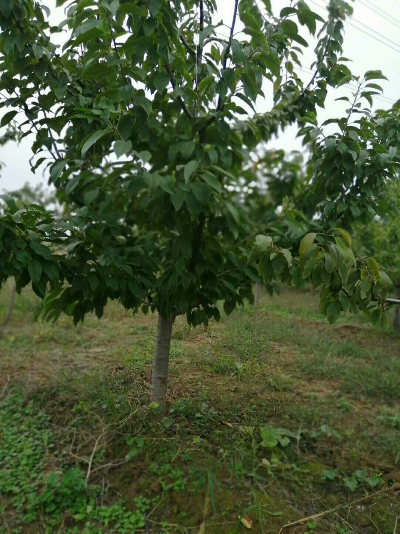 樱桃树