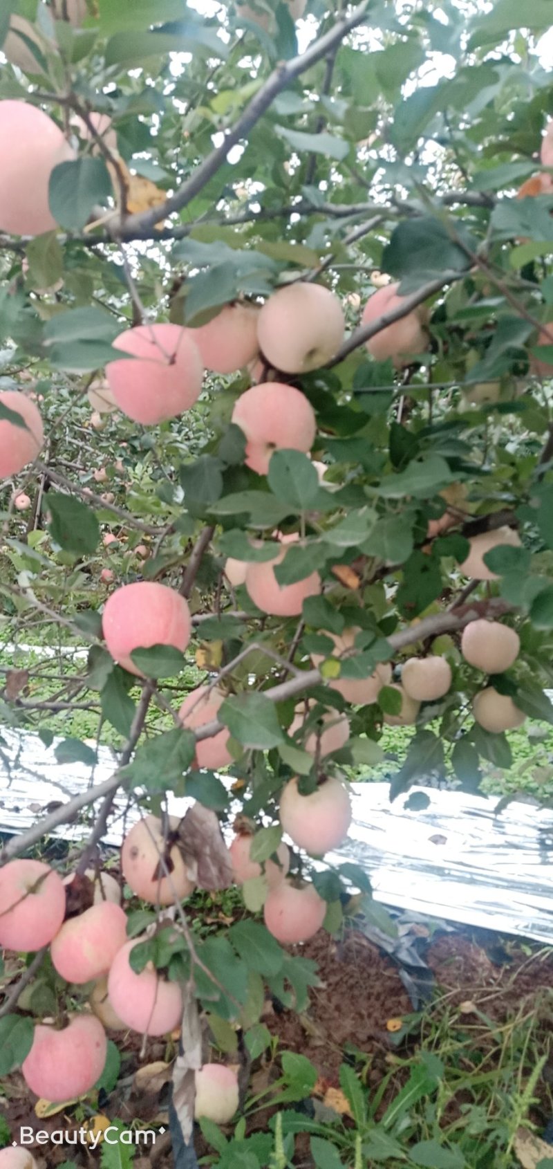 新鲜苹果脆甜孕妇冰糖心当季现摘洛川苹果无蜡香红富士连皮吃