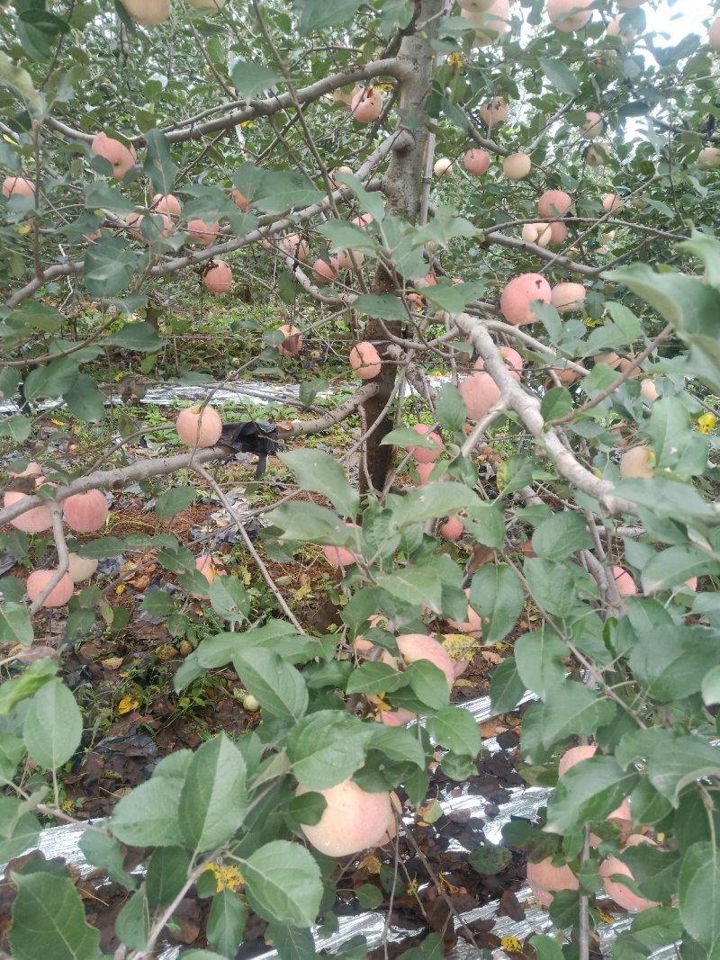 新鲜苹果脆甜孕妇冰糖心当季现摘洛川苹果无蜡香红富士连皮吃