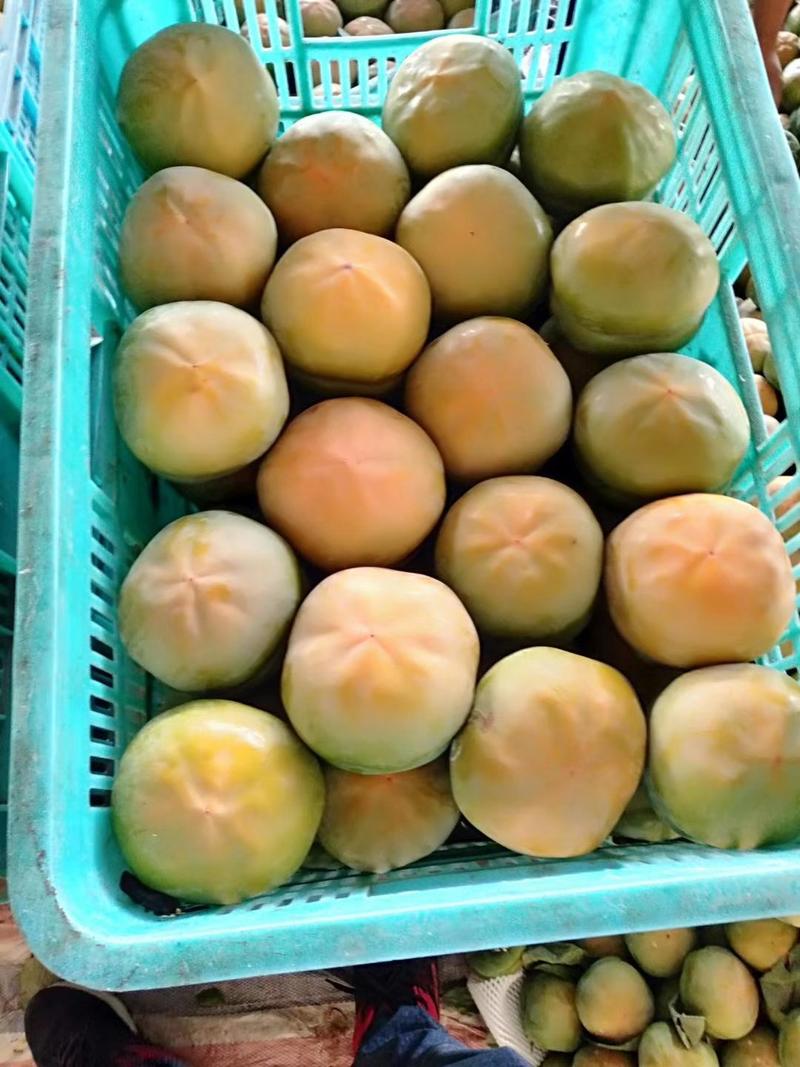 柿子，磨盘柿，北方人的特产，欢迎订购。