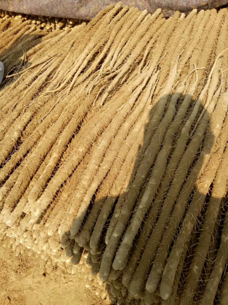 编号豪03新鲜小白嘴白山药基地供应！{武氏果业}