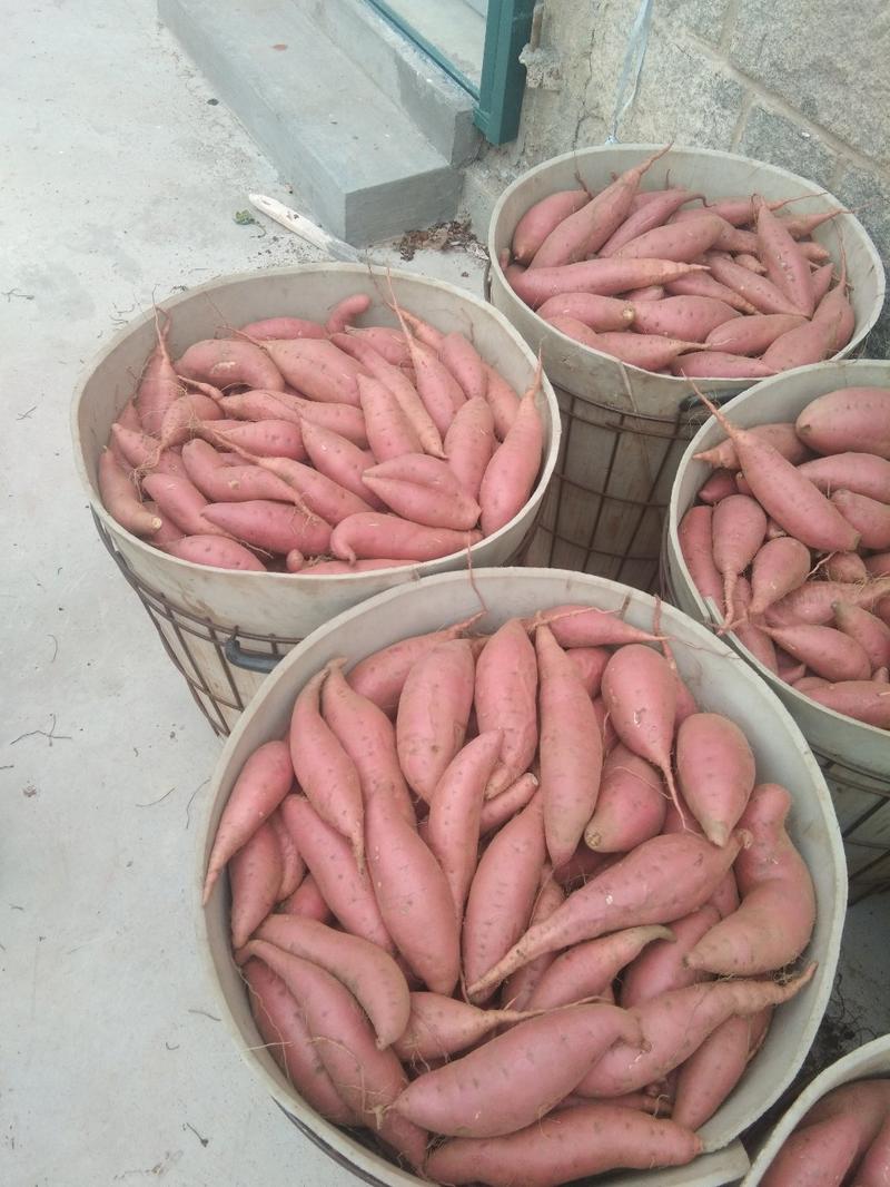 烟薯25，山东红薯量大质优，产地一手货源，全国发货