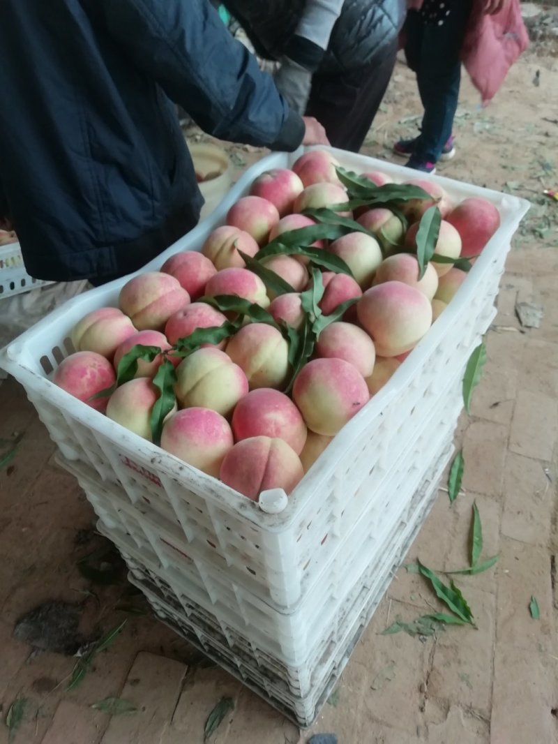 特晚熟应霜红桃大桃子
