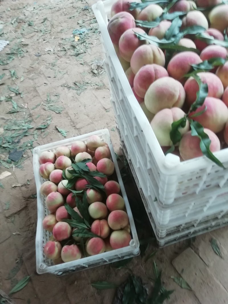 特晚熟应霜红桃大桃子