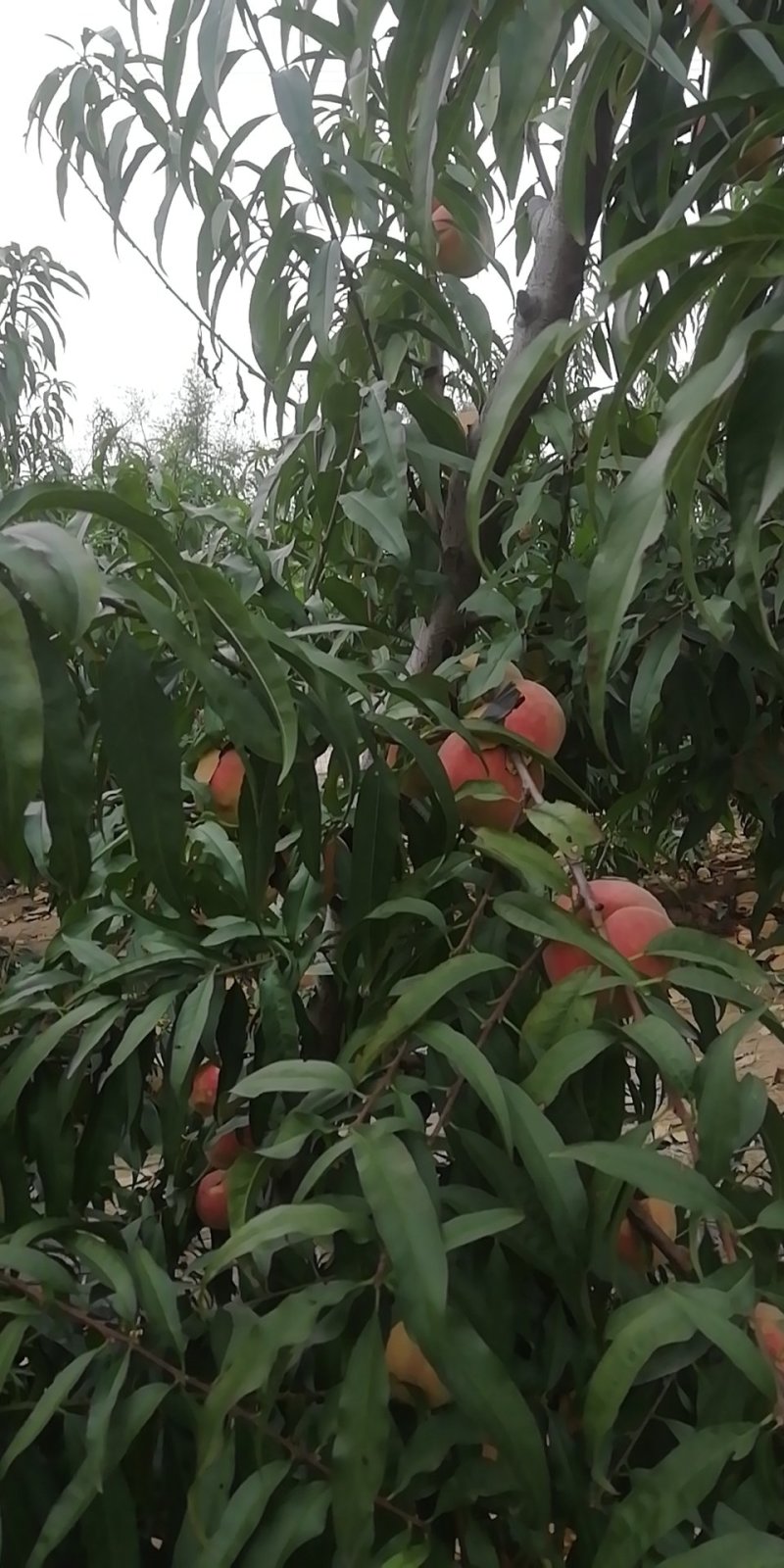特晚熟应霜红桃大桃子