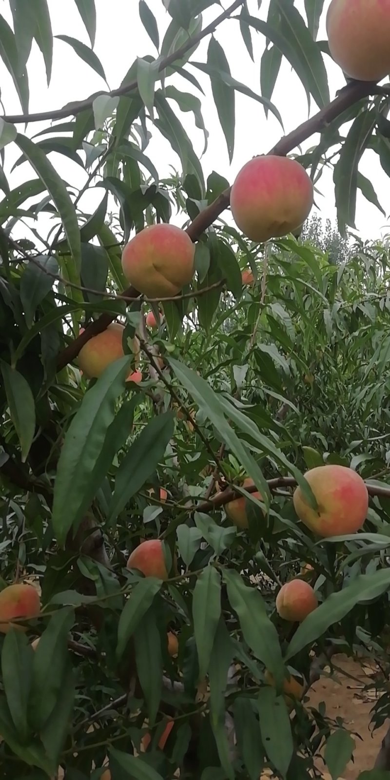 特晚熟应霜红桃大桃子