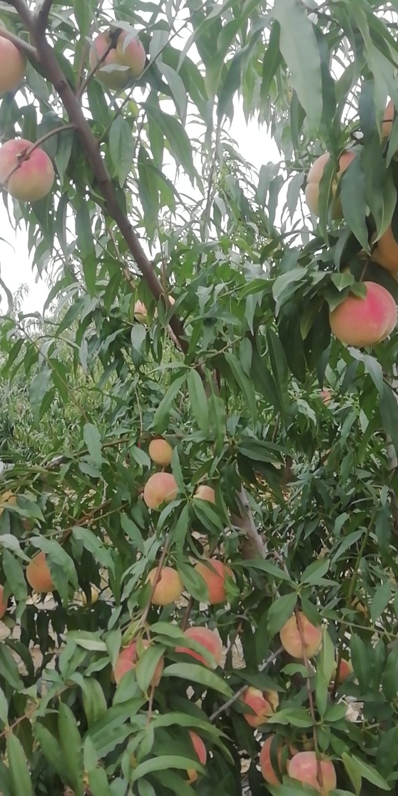 特晚熟应霜红桃大桃子