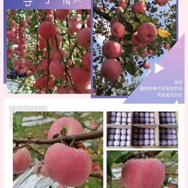 红富士条纹